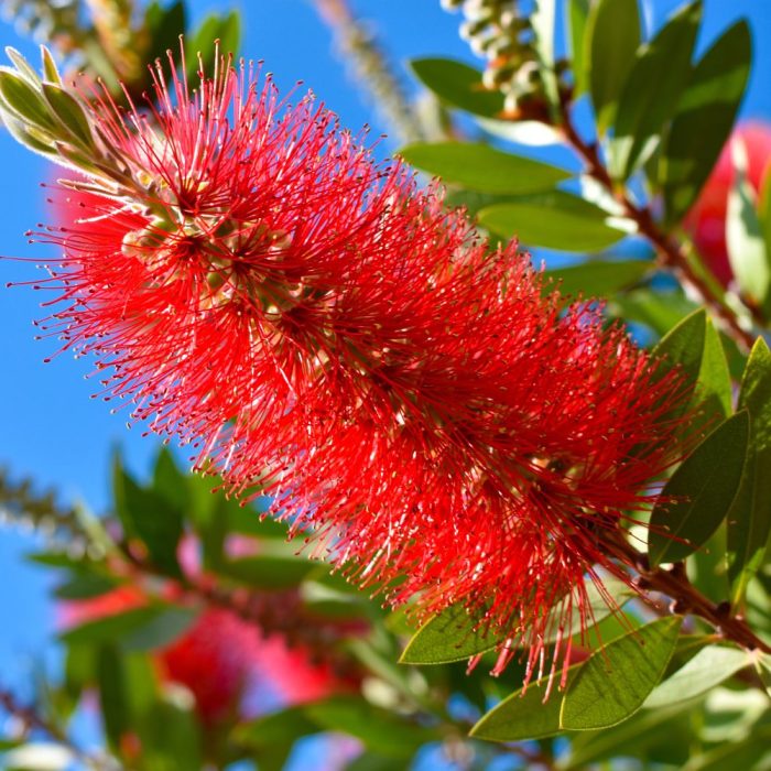 Bottle Brush Red - Image 3