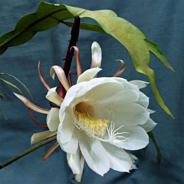 Bramha kamalam / బ్రహ్మ కమలము - Image 2