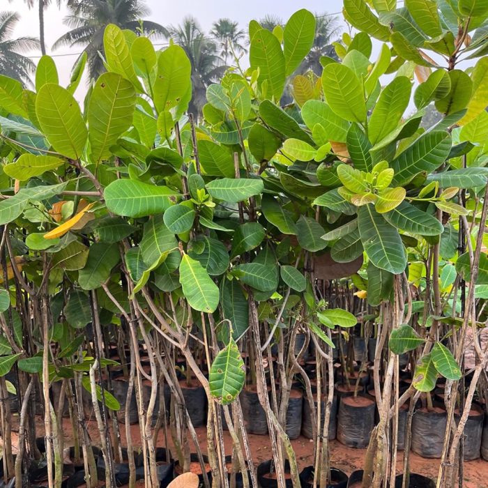 Cashew Plant / జీడిపప్పు మొక్క(Grafted)
