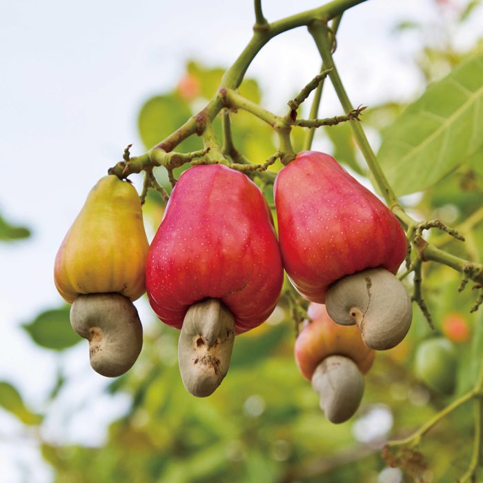 Cashew Plant / జీడిపప్పు మొక్క(Grafted) - Image 2