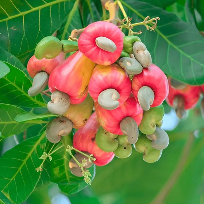Cashew Plant / జీడిపప్పు మొక్క(Grafted) - Image 3