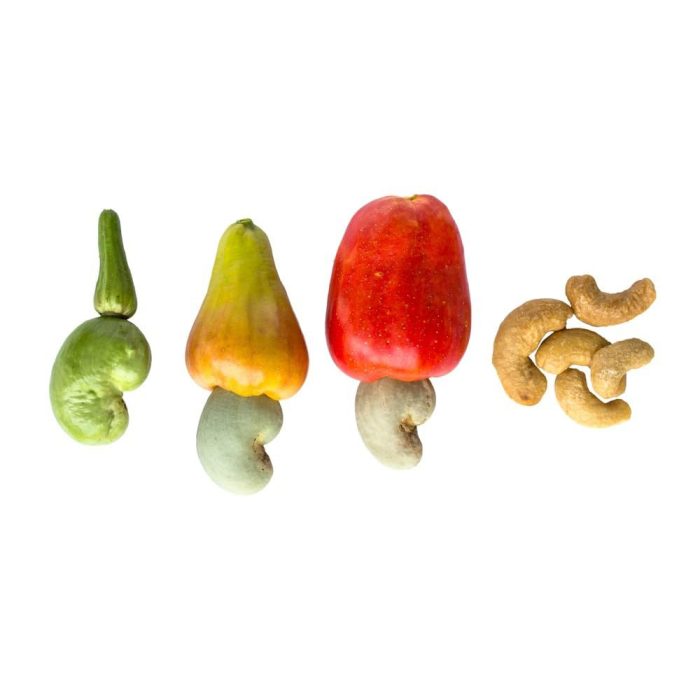 Cashew Plant / జీడిపప్పు మొక్క(Grafted) - Image 4