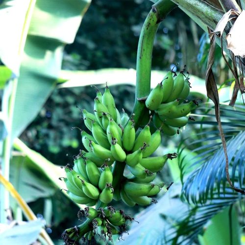 Chakkarakeli Banana Plain