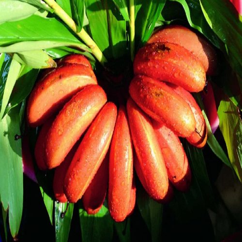 Chakkarakeli Red Banana