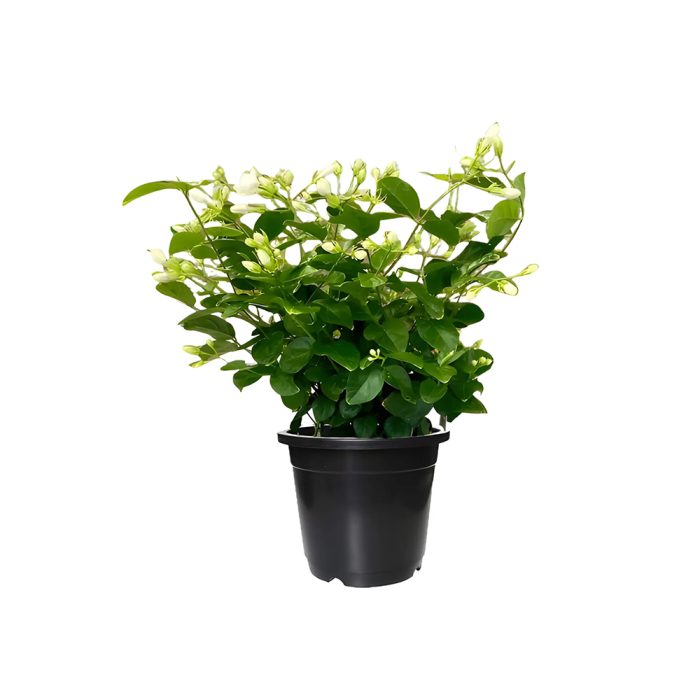 Chameli Plant