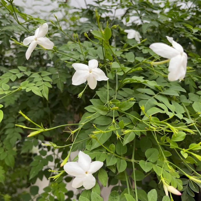 Chameli Plant - Image 2
