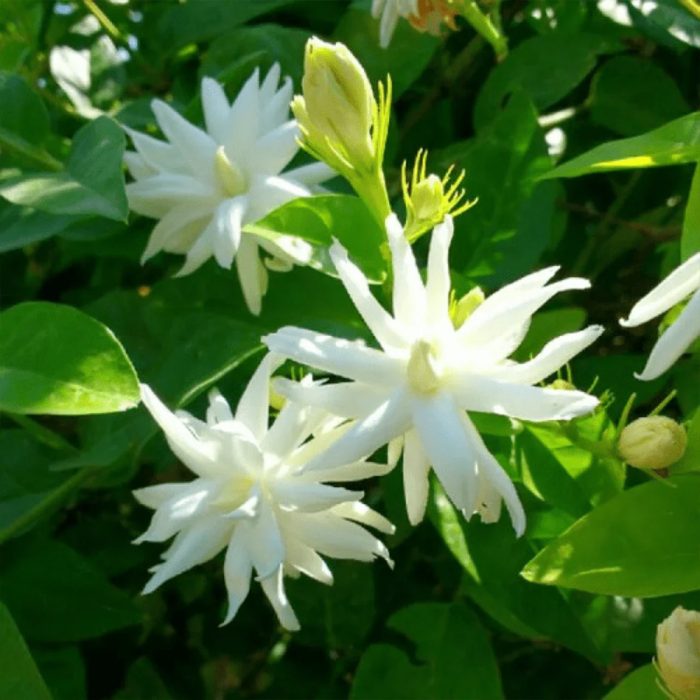 Chameli Plant - Image 3