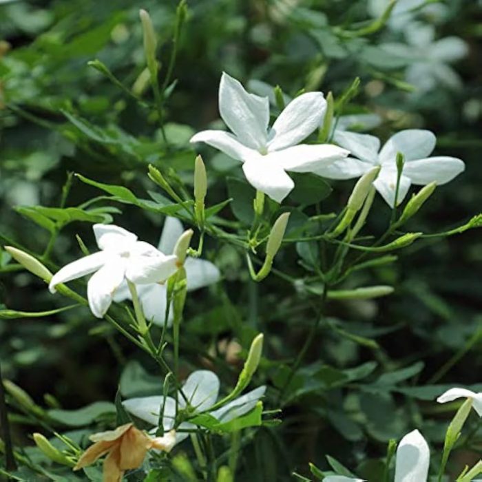 Chameli Plant - Image 4