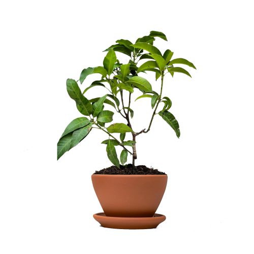 Cheruku Rasal Mango