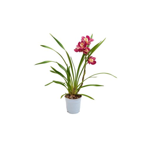 Chinese Orchid