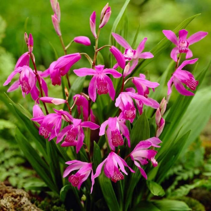 Chinese Orchid - Image 2