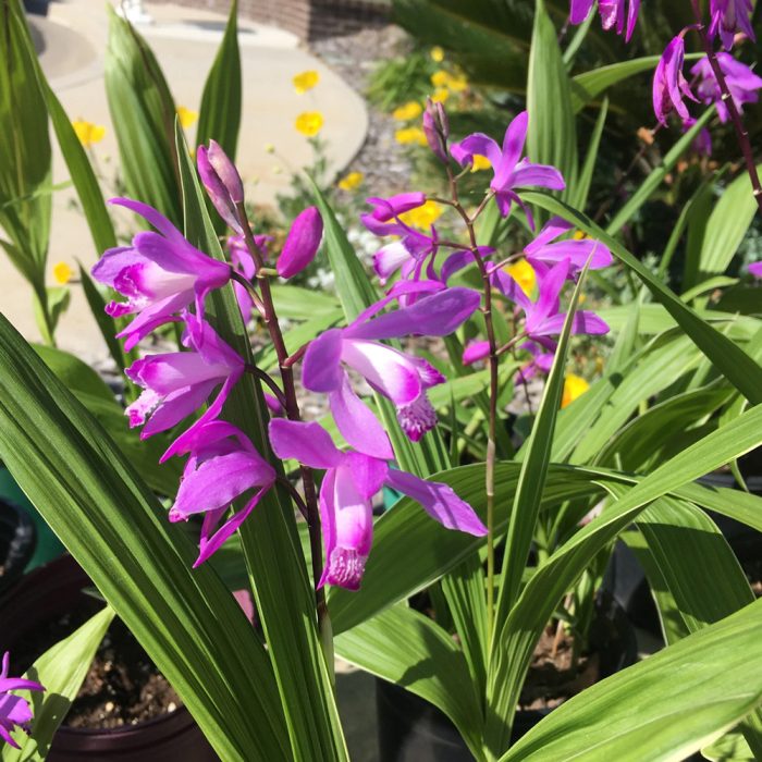 Chinese Orchid - Image 3