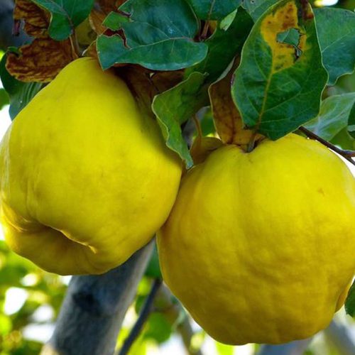 Citron fruit / దబ్బకాయ(Grafted)