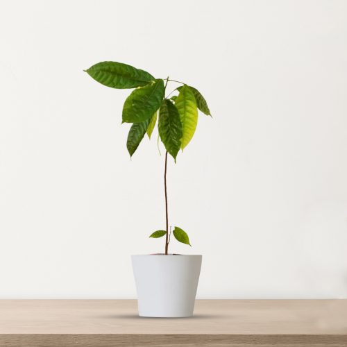 Cocoa Plant