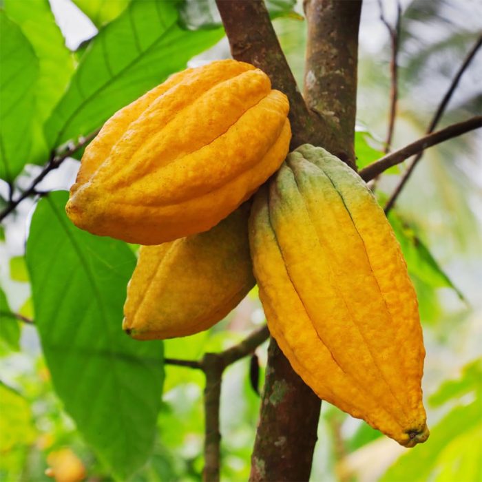 Cocoa Plant - Image 2