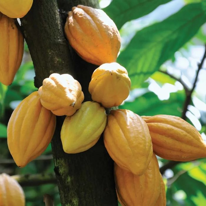 Cocoa Plant - Image 3