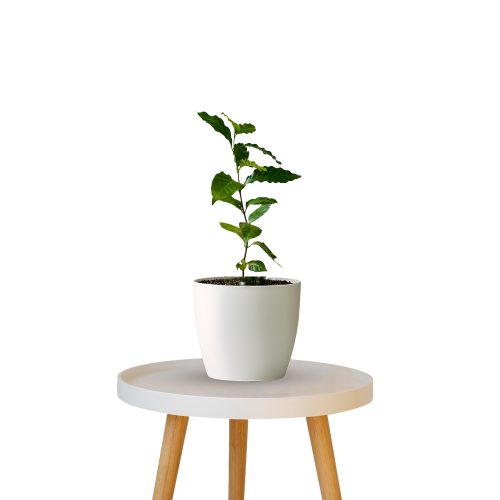 Coffee Plant