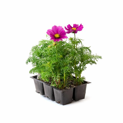 Cosmos
