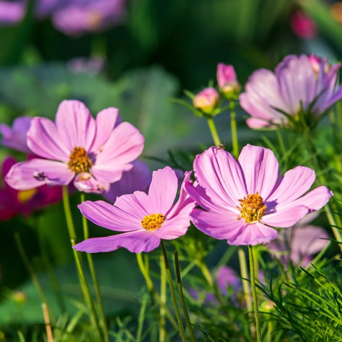 Cosmos - Image 2