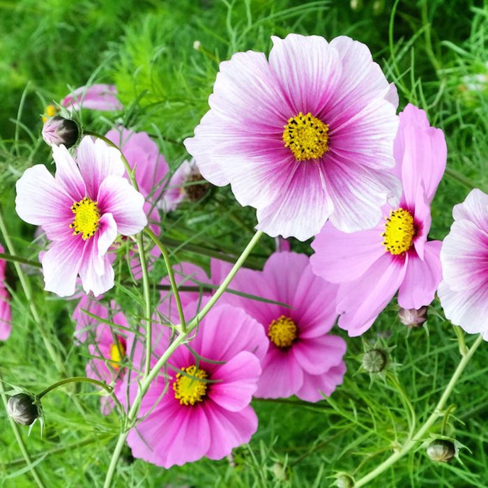 Cosmos - Image 3