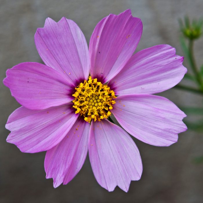 Cosmos - Image 4