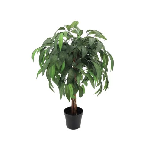 Dasheri Mango Plant / దాశేరి మామిడి(Grafted)
