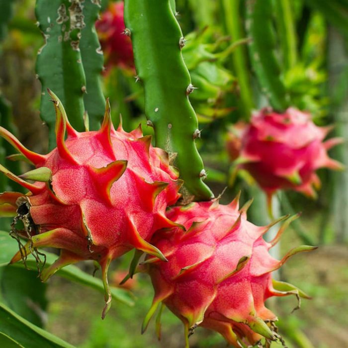 Dragon Fruit [Red] - Image 5