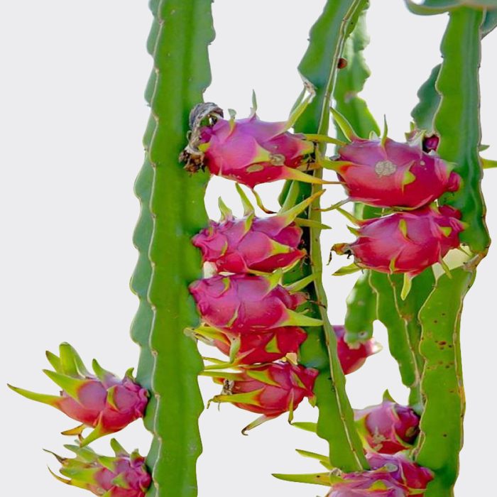 Dragon Fruit [Red] - Image 2