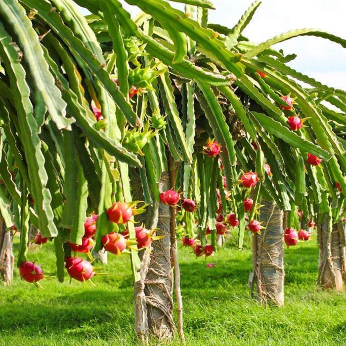 Dragon Fruit [Red] - Image 4