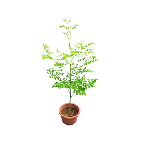 Drumstick Plant Grafted