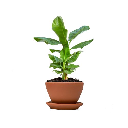 Dwarf Banana