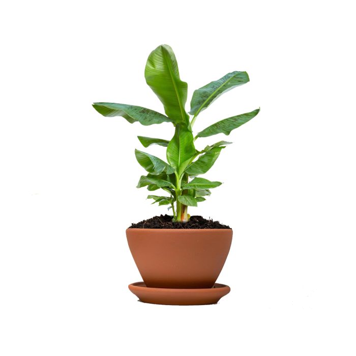 Dwarf Banana