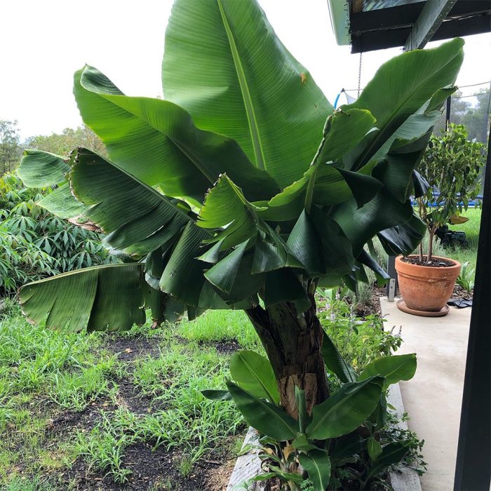 Dwarf Banana - Image 2