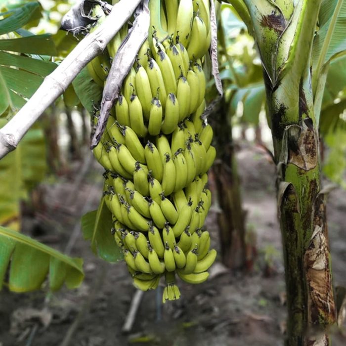 Dwarf Banana - Image 3