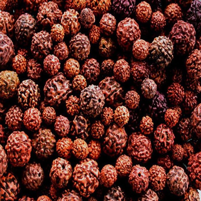Eka Mukhi Rudraksha - Image 4