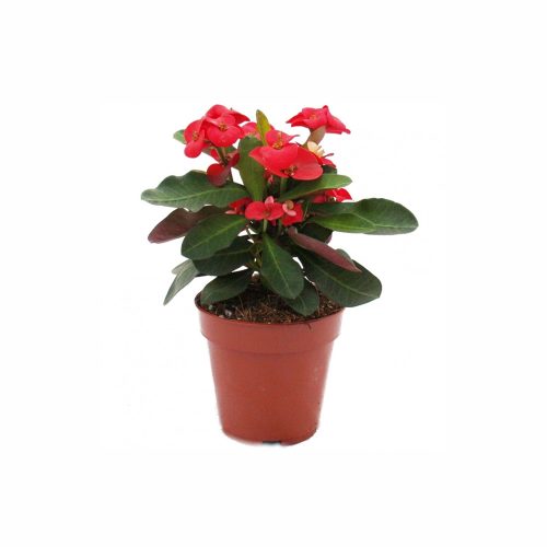 Euphorbia milii hybrid