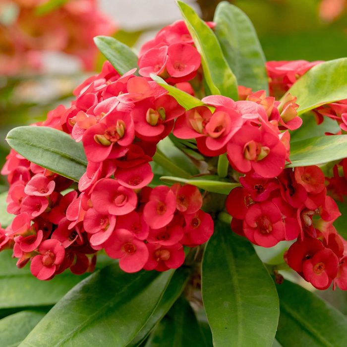 Euphorbia milii hybrid - Image 2