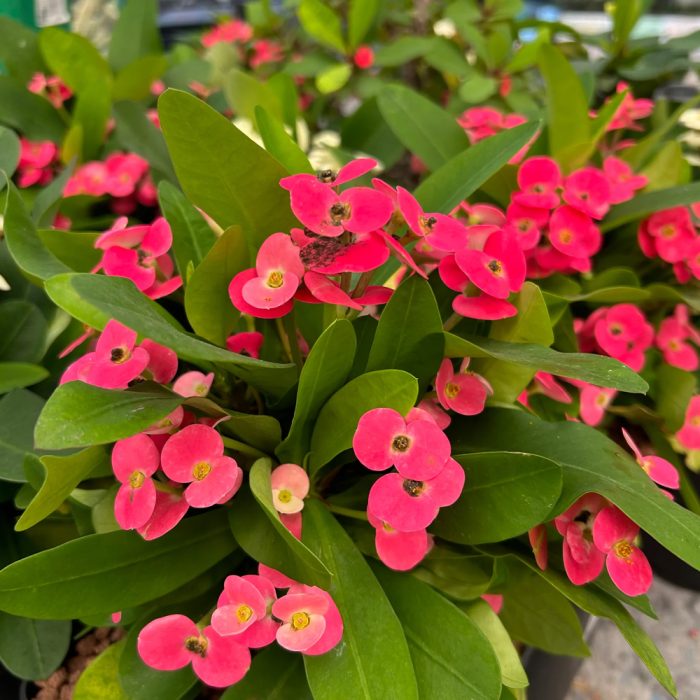 Euphorbia milii hybrid - Image 3