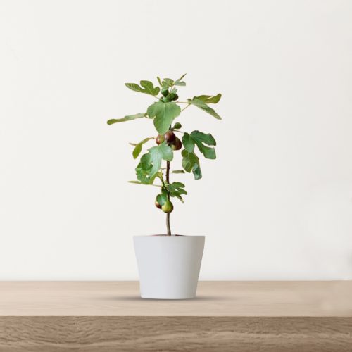 Fig Fruit / అంజీర్ పండు(Grafted)