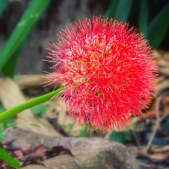 Football lily - Image 2