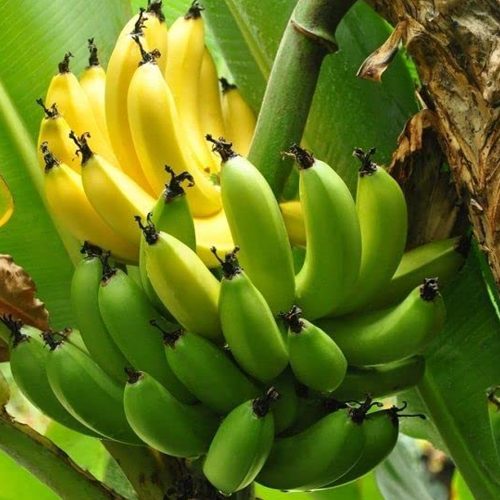 G9 Banana