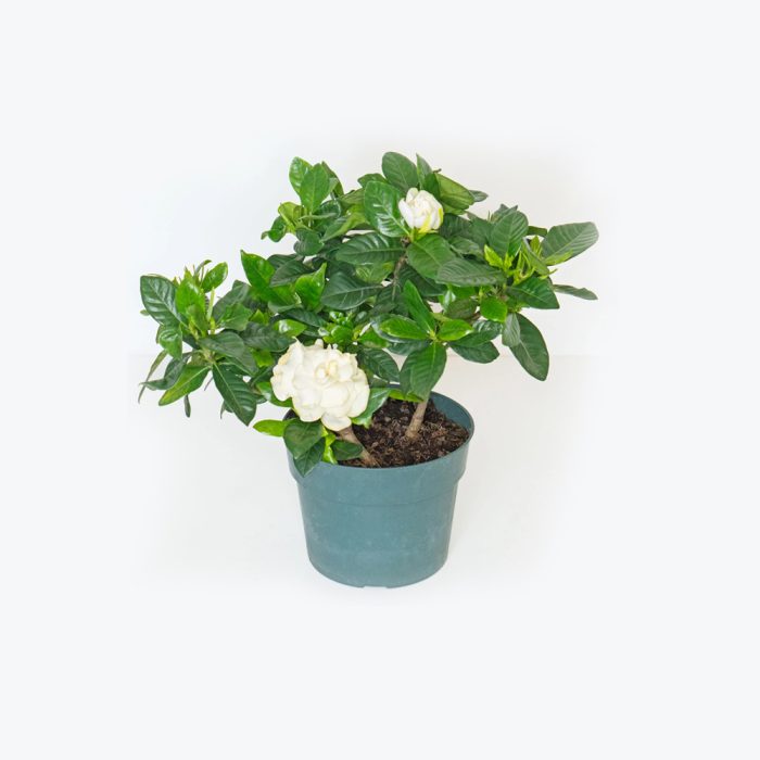 Gardinia Plant