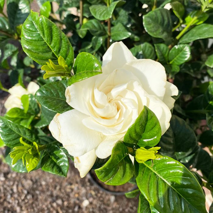 Gardinia Plant - Image 2