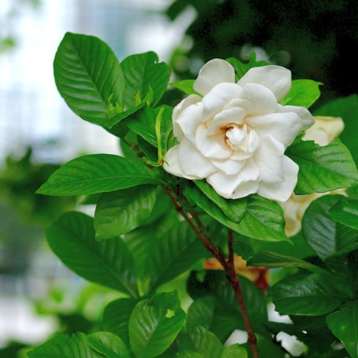 Gardinia Plant - Image 3