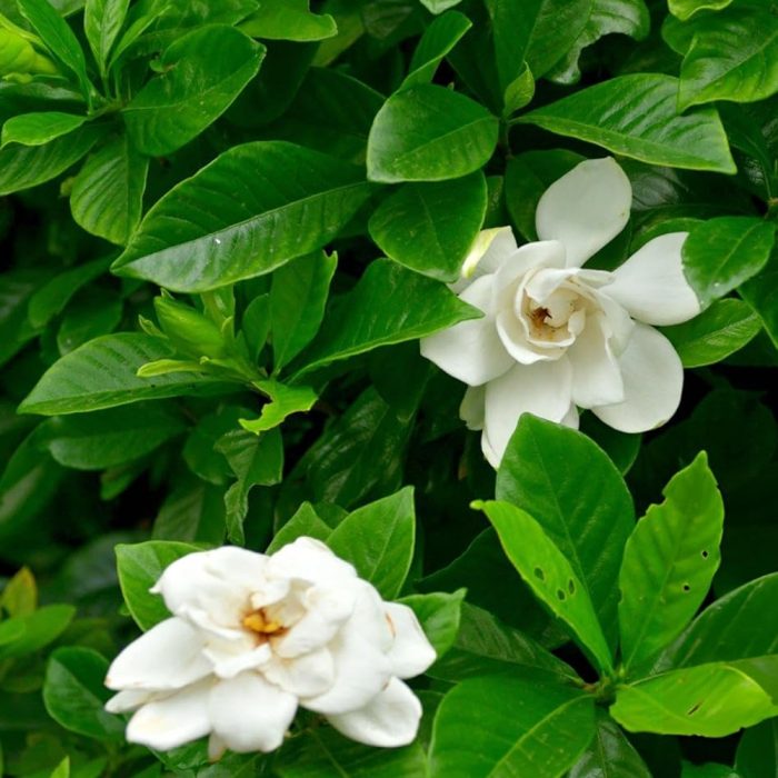 Gardinia Plant - Image 4
