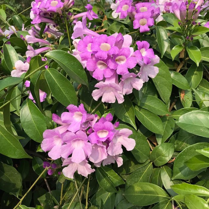 Garlic Vine - Image 2