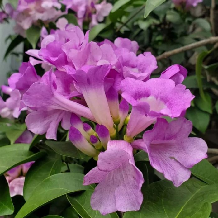 Garlic Vine - Image 3