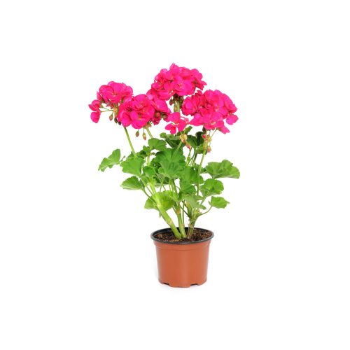 Geranium