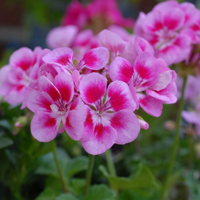 Geranium - Image 2
