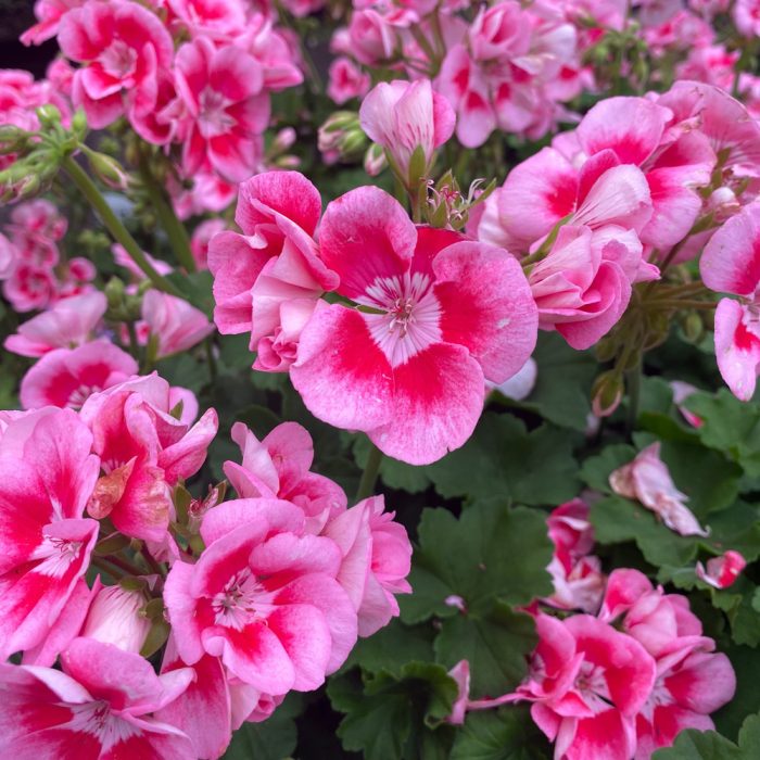 Geranium - Image 3